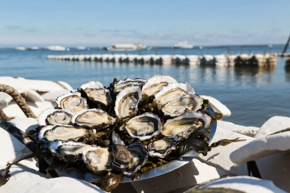 Oyster platter from Bassin d'Arcachon
