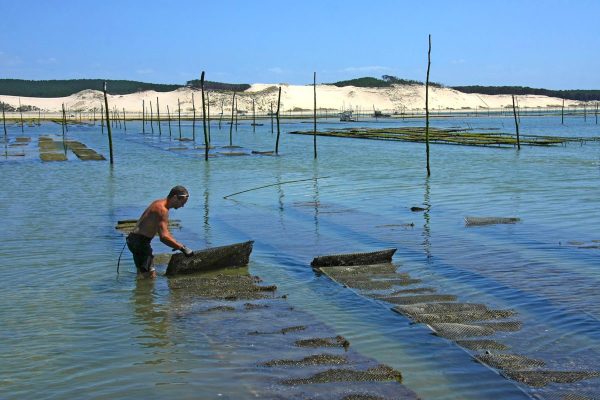 vivre-une-journee-ostreiculteur-bassin-arachon - vivre une journee ostreiculteur bassin arachon - Bassin d'Arcachon