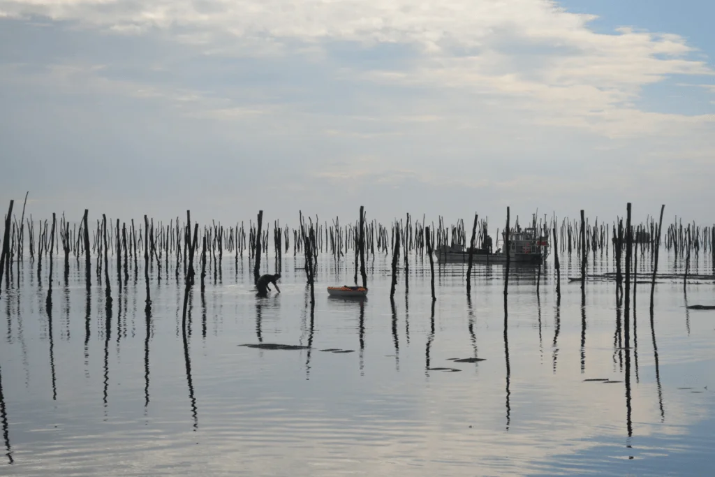 Irish oysters: journey between Bassin and Green Island