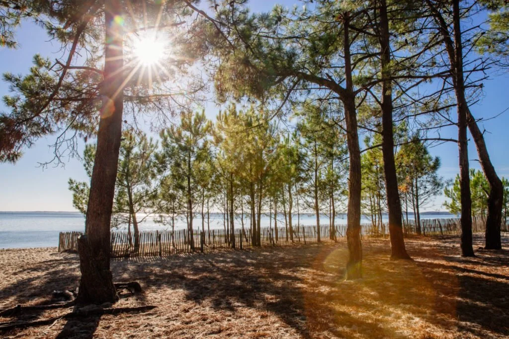 Autumn sun at the Quinconces in Andernos