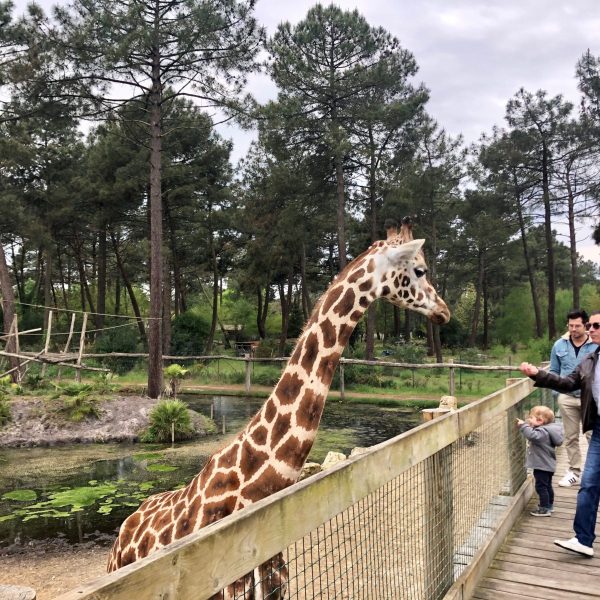 zoo - zoo - Bassin d'Arcachon