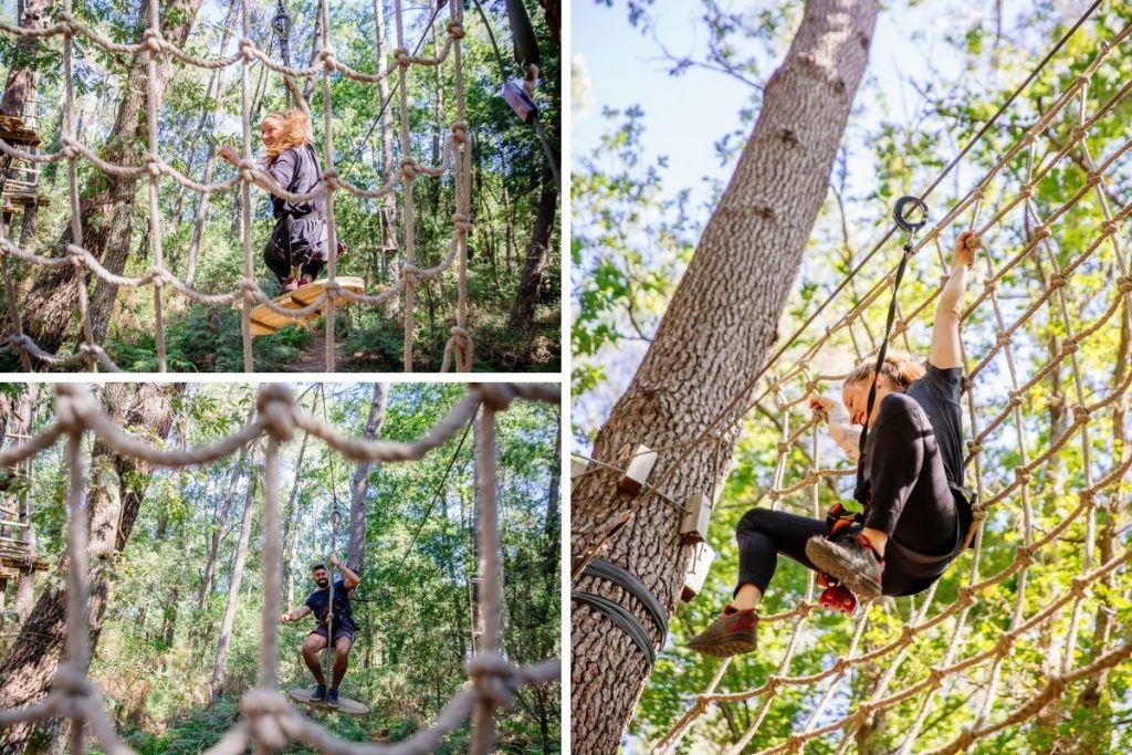 tree climbing spider