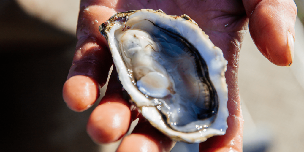 Weniger Auto, mehr Abenteuer: 6 Top-Tipps aus den Guides - Design sans titre 36 - Bassin d'Arcachon