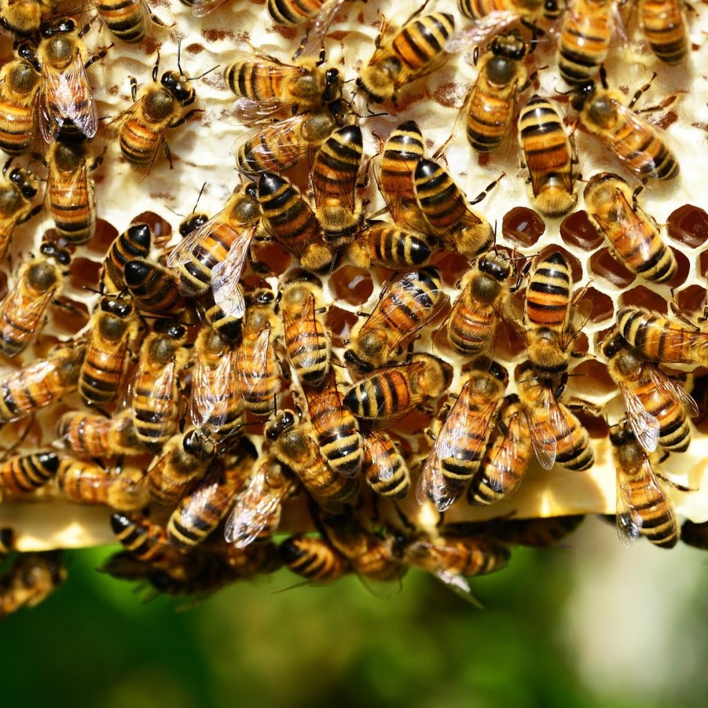 Approchez les ruches - honey bees g71f8bcd76 1920 1 - Bassin d'Arcachon