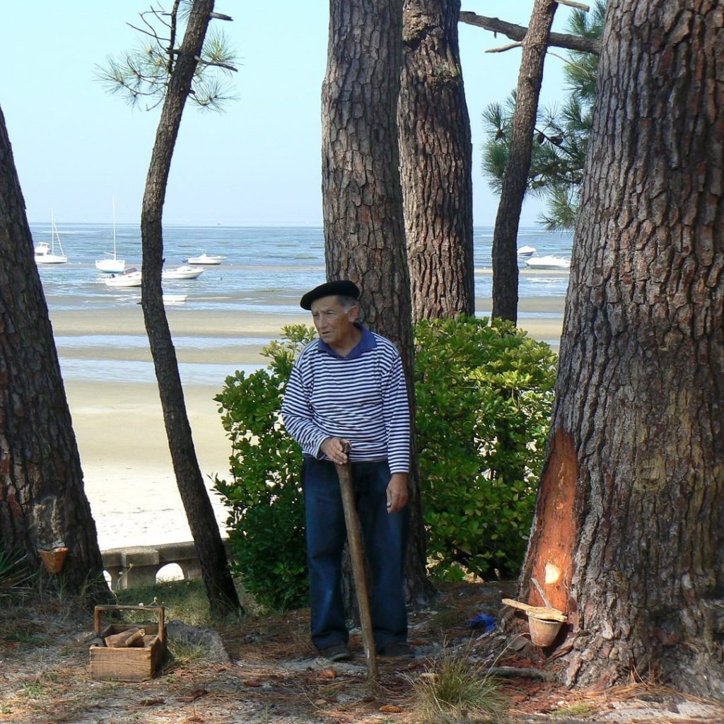 Sumérjase en el pasado de nuestros mayores - visite les arbres dor gemmage lanton - Bassin d'Arcachon