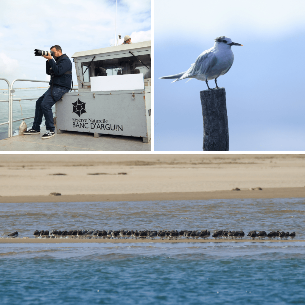 Fais comme l'oiseau - Sans titre 2023 03 29T083013.849 - Bassin d'Arcachon