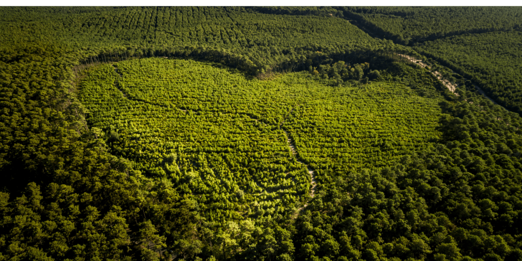 Holz ist der Stolz des Bassin d'Arcachon - Design ohne Titel 7 - Bassin d'Arcachon