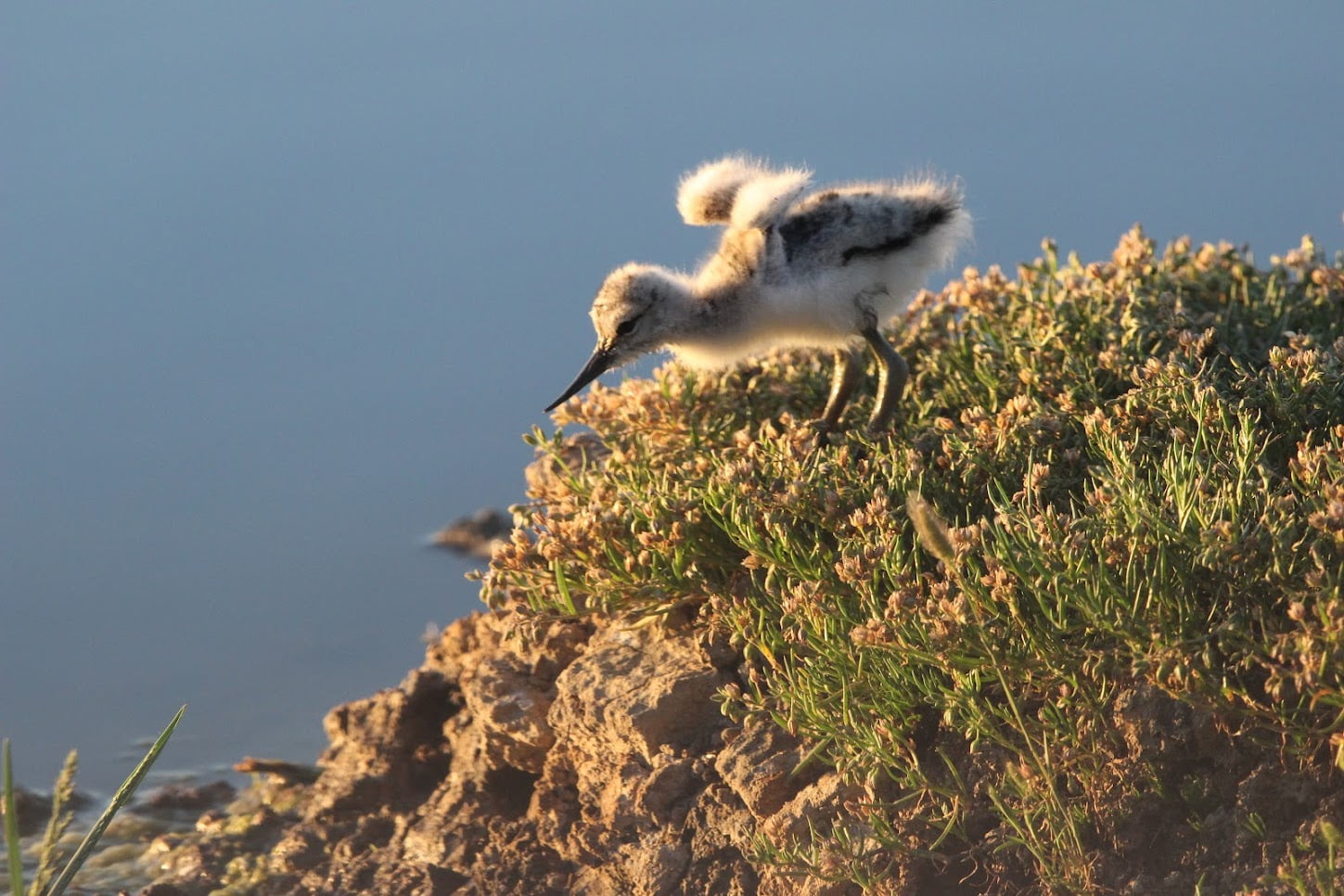 Bassin d'Arcachon : ¡Como vuelan los pájaros! - Avoceta elegante juvenil by Amandine SOYEZ - Bassin d'Arcachon