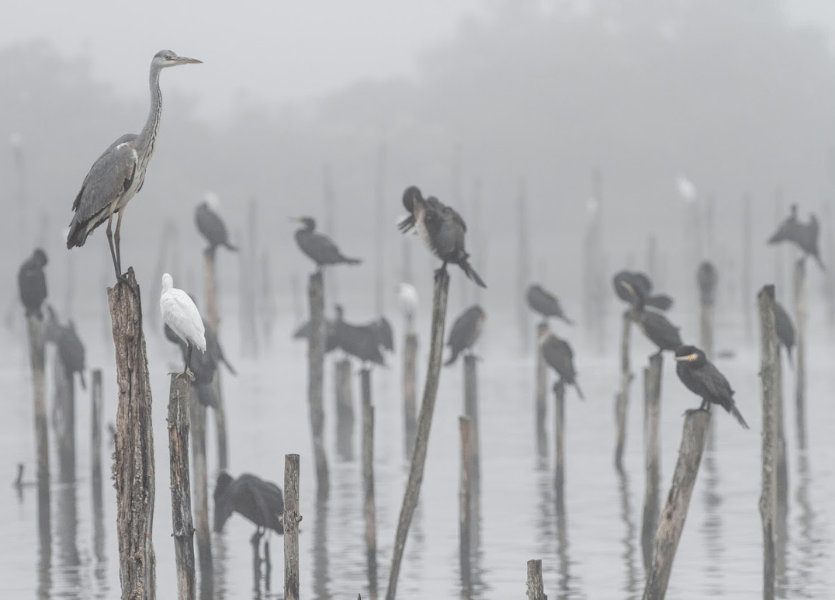 Bassin d'Arcachon: ¡Como vuelan los pájaros! - Diseño sin título 2023 11 30T114821.806 - Bassin d'Arcachon