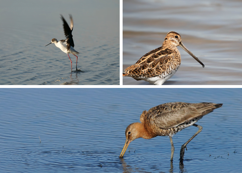 Bassin d'Arcachon: ¡Como vuelan los pájaros! - Diseño sin título 2023 11 30T115532.492 - Bassin d'Arcachon