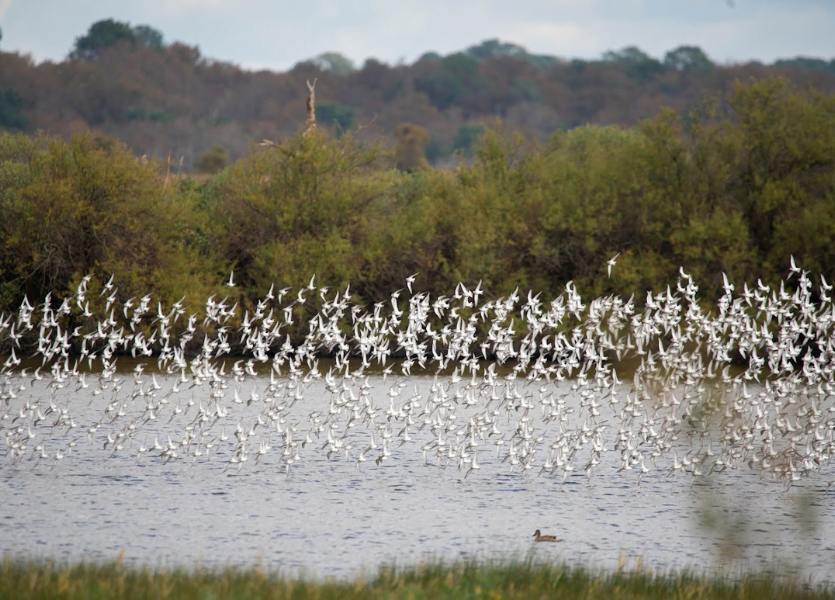 Bassin d'Arcachon: ¡Como vuelan los pájaros! - Diseño sin título 2023 11 30T121323.711 - Bassin d'Arcachon