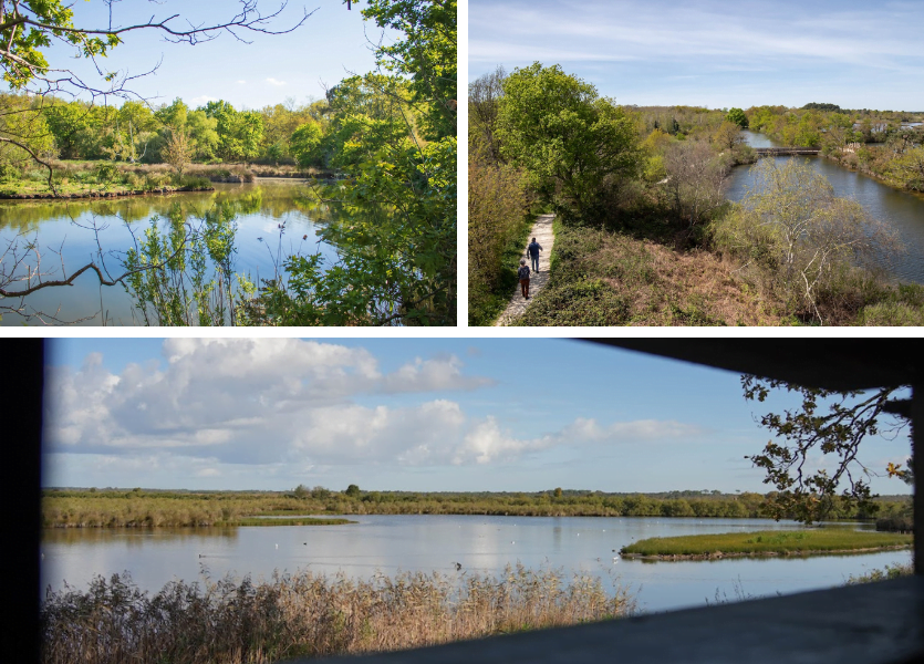 Bassin d'Arcachon: ¡Como vuelan los pájaros! - Diseño sin título 2023 11 30T121716.256 - Bassin d'Arcachon