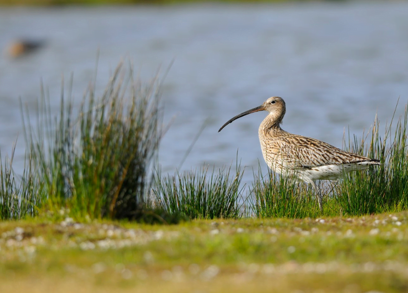 Bassin d'Arcachon: ¡Como vuelan los pájaros! - Diseño sin título 2023 11 30T142610.474 - Bassin d'Arcachon