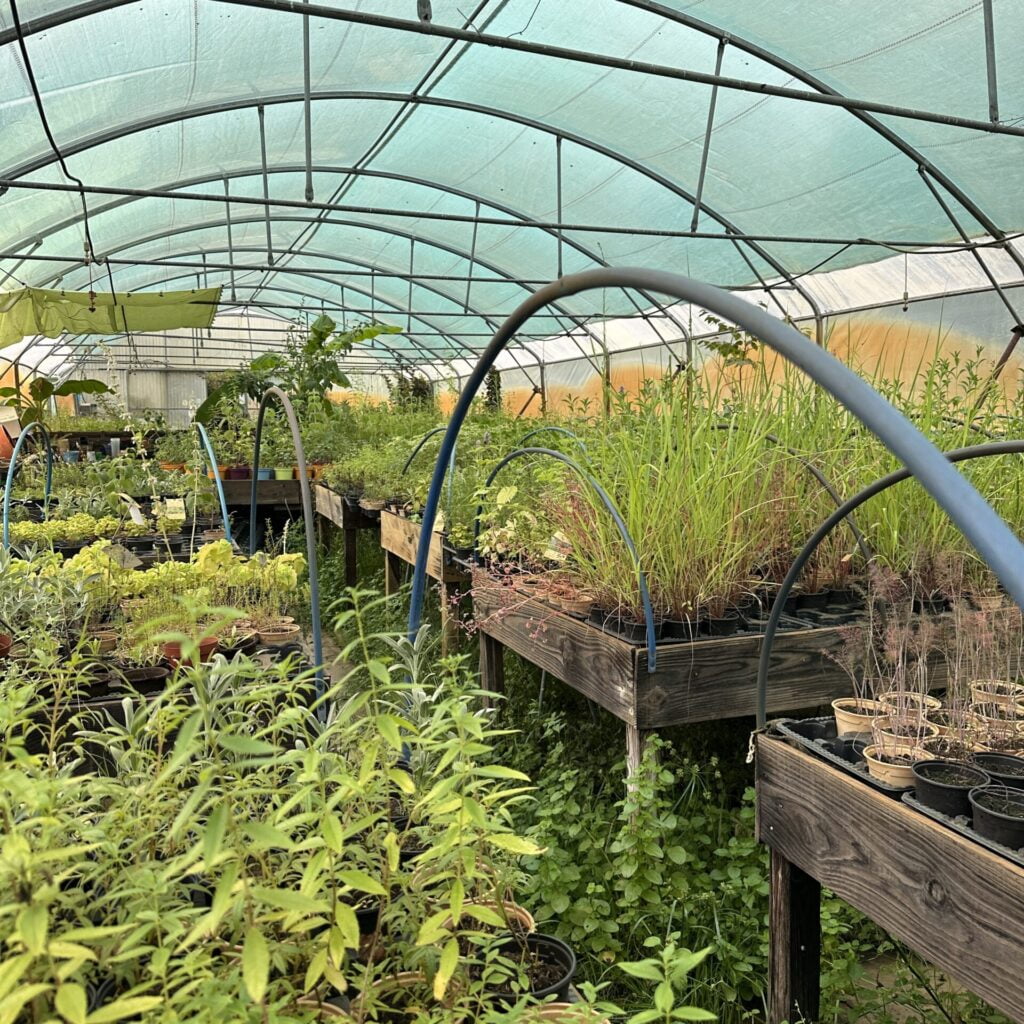 Plantas en un invernadero situado en la comuna de Biganos llamada Serre Ô Délices