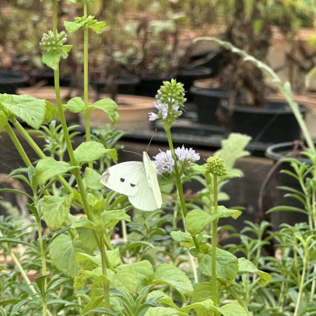Una mariposa sobre una planta en el invernadero de Biganos. 