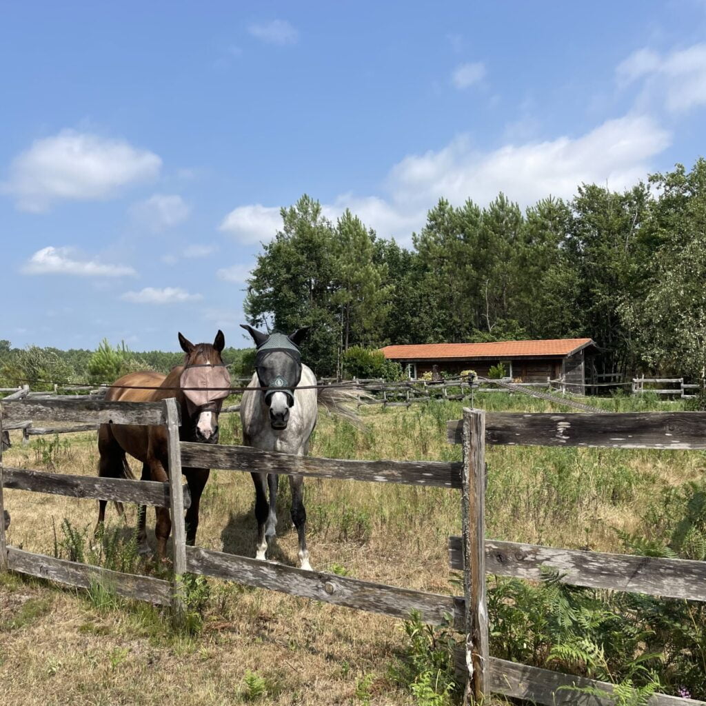 Caballos en un campo