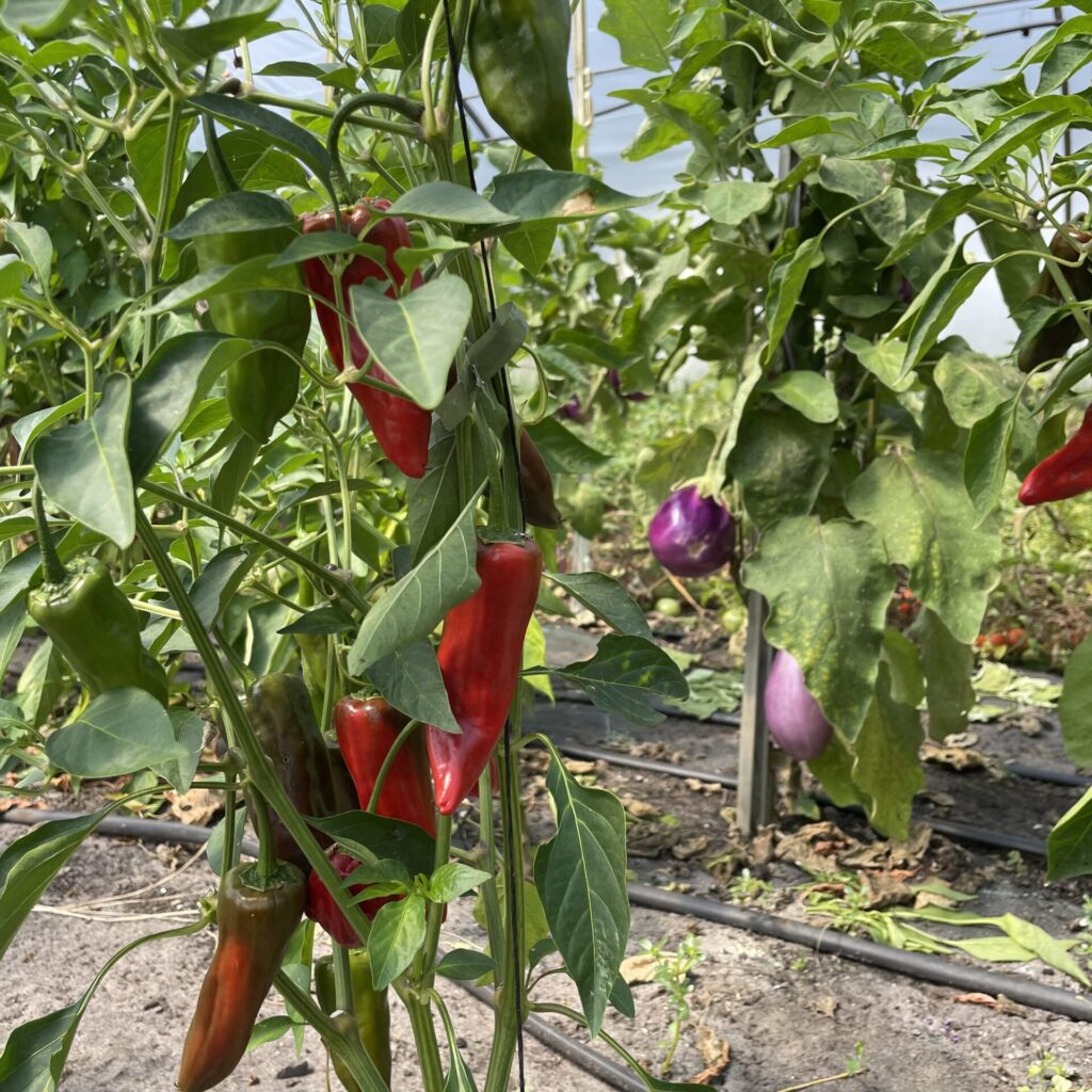 Plantas de berenjena creciendo