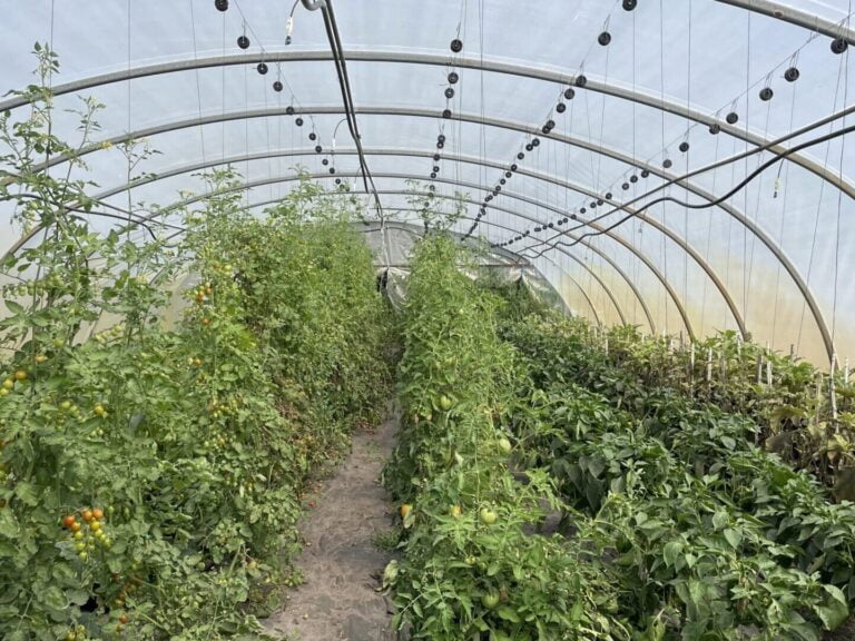 Un invernadero lleno de verduras, incluidos tomates.