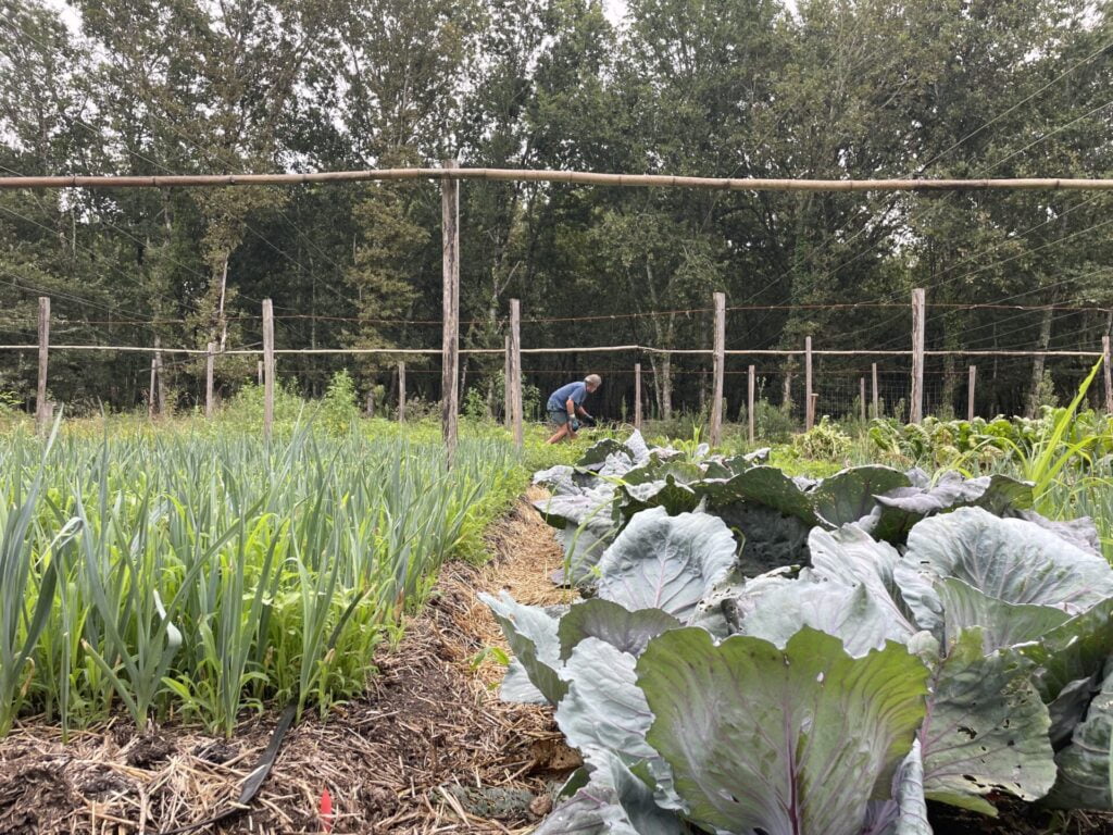 Un hombre en un campo cultivando hortalizas.