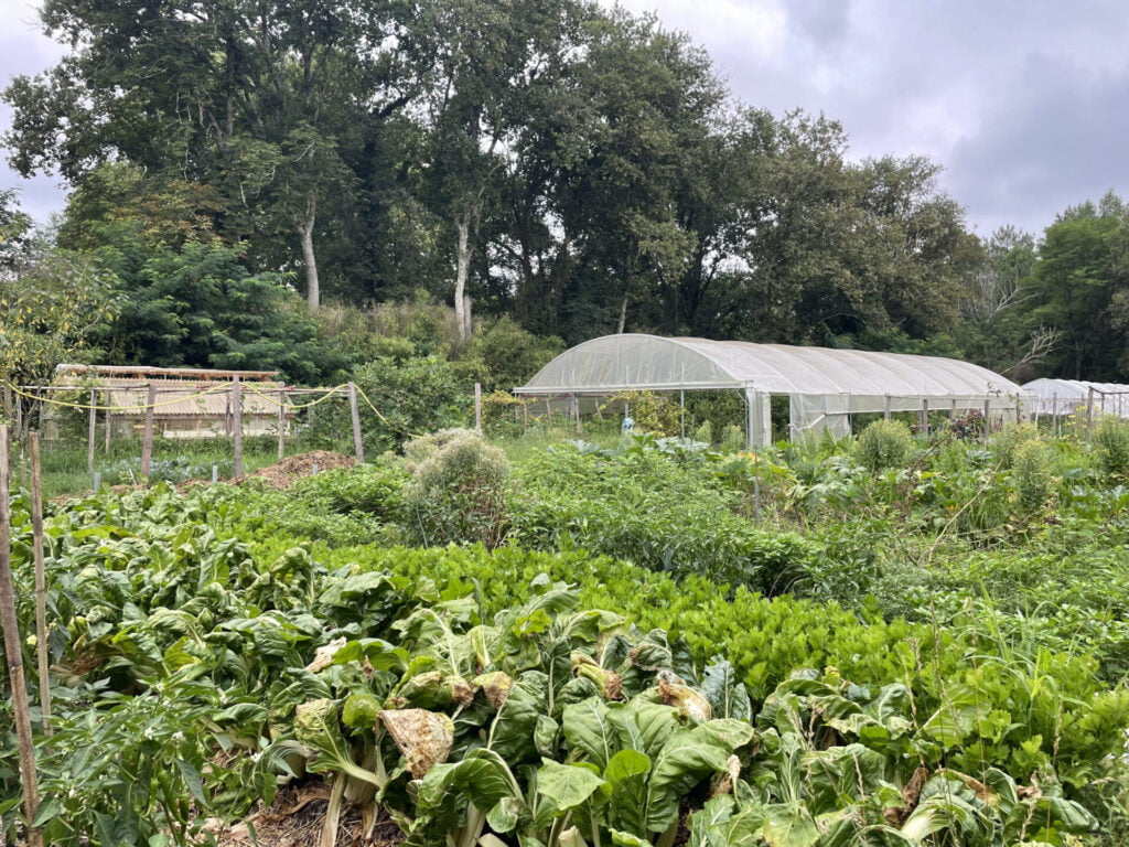 Campos de hortalizas