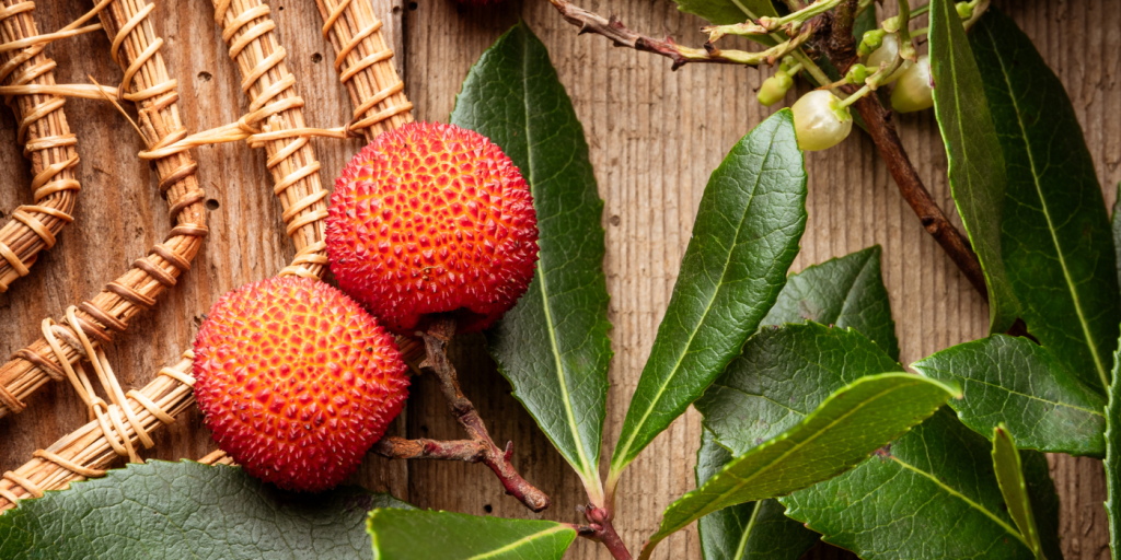 Weihnachtszauber auf dem Bassin! – Weihnachtsmarkt in Gujan – Bassin d'Arcachon