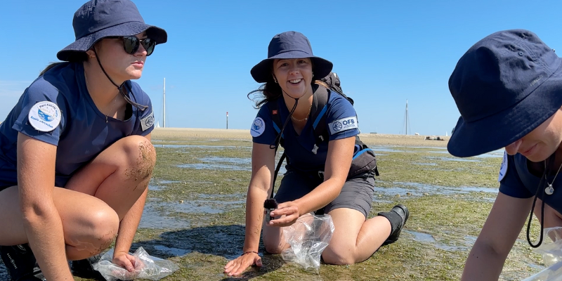 Mis vacaciones comprometidas con Bassin d'Arcachon - Colección de imágenes de semillas zosteres 1 - Bassin d'Arcachon