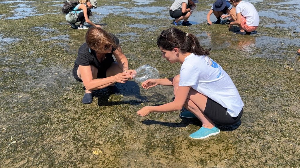 Mis vacaciones comprometidas con Bassin d'Arcachon - zosteres - Bassin d'Arcachon
