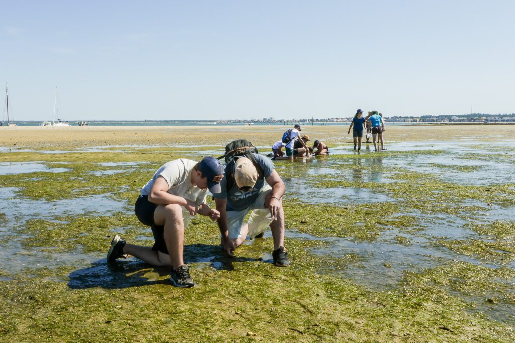 Person, die im Rahmen einer Freiwilligenaktion Seegrassamen sammelt