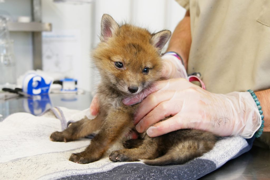 Helfende Hände, kümmernde Herzen: Bassin Freiwilligenarbeit - Renardroux CDSLPOAquitaine - Bassin d'Arcachon