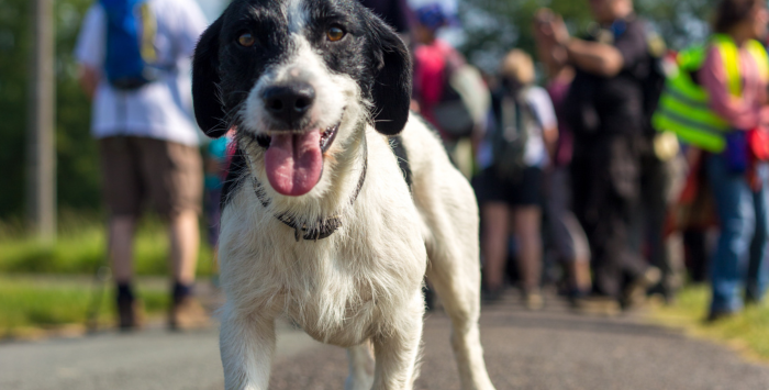 Voyager avec son chien sur le Bassin d'Arcachon : mode d'emploi ! - chien 2 - Bassin d'Arcachon