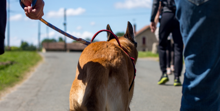 Voyager avec son chien sur le Bassin d'Arcachon : mode d'emploi ! - chien 3 1 1 - Bassin d'Arcachon
