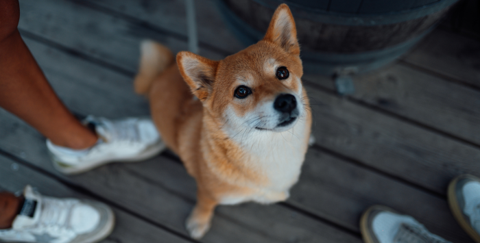 Voyager avec son chien sur le Bassin d'Arcachon : mode d'emploi ! - chien 3 2 - Bassin d'Arcachon