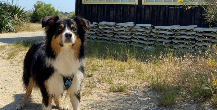 Voyager avec son chien sur le Bassin d'Arcachon : mode d'emploi ! - chien 3 - Bassin d'Arcachon