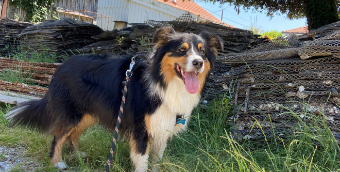 Voyager avec son chien sur le Bassin d'Arcachon : mode d'emploi ! - chiens - Bassin d'Arcachon