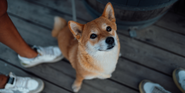 Hund vom Typ Shiba Inu sitzt auf einem hüttenartigen Holzboden