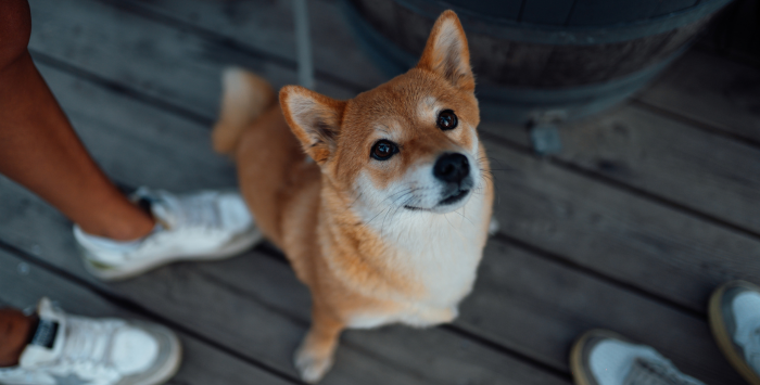 Reisen mit Ihrem Hund auf dem Arcachon Bassin: Anweisungen!