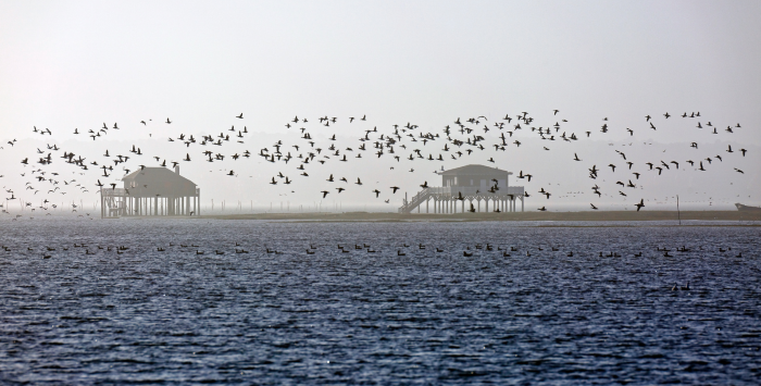 Le Bassin en automne - Migrations devant les Cabanes Tchanquees Patrice HAUSER - Bassin d'Arcachon